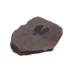 바퀴벌레화석(3000849)