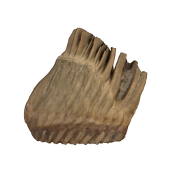코끼리의 이빨(Mommonteus trogenteri)(3001071)