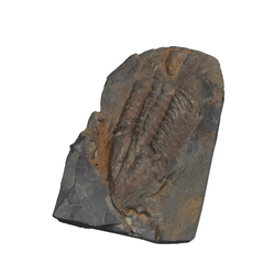 삼엽충 화석(3000351)