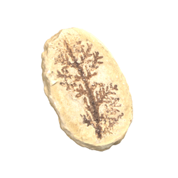 송백류의 줄기/잎(3000884)