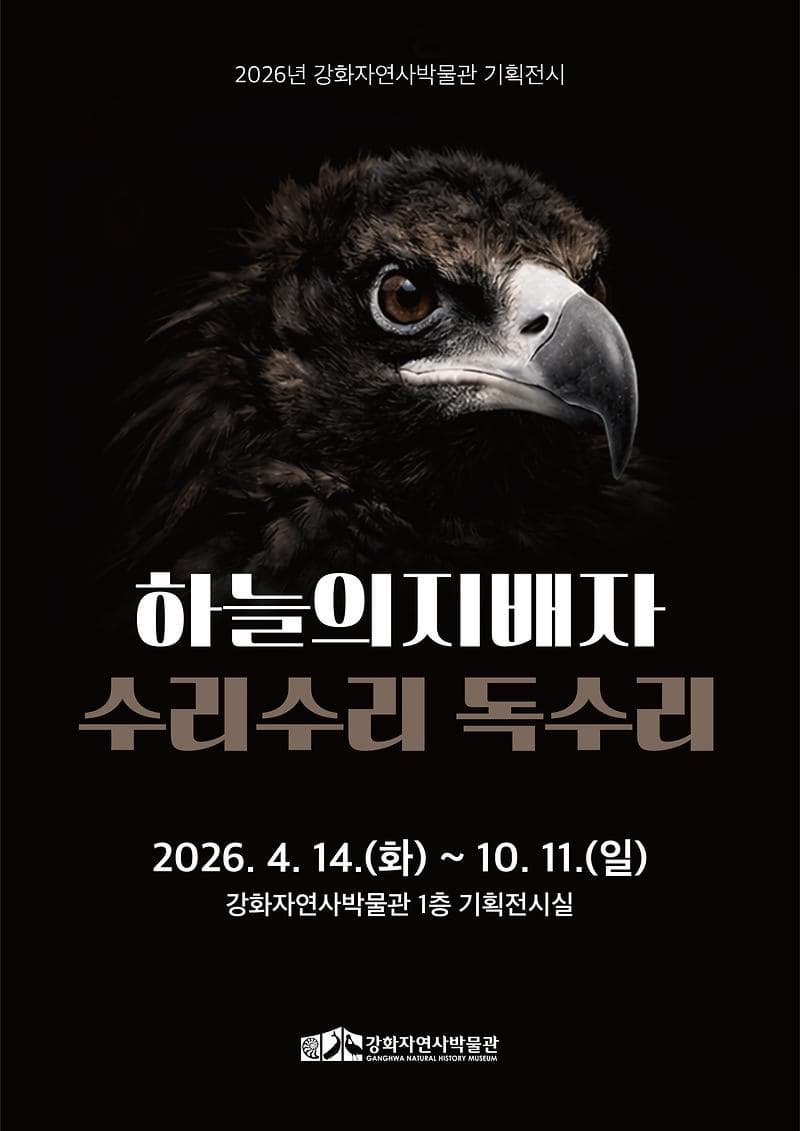 2026년 강화자연사박물관 상반기 기획전시 『하늘의 지배자 : 수리수리 독수리』 행사 이미지