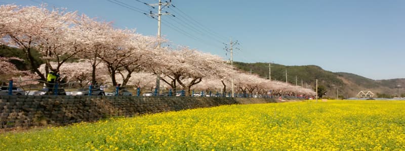 삼척, 제천, 경주에서 만난 ‘3곳 3색’ 봄꽃 길