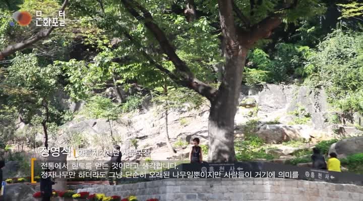 [한국문화100]마을 공동의 문화공간 정자나무