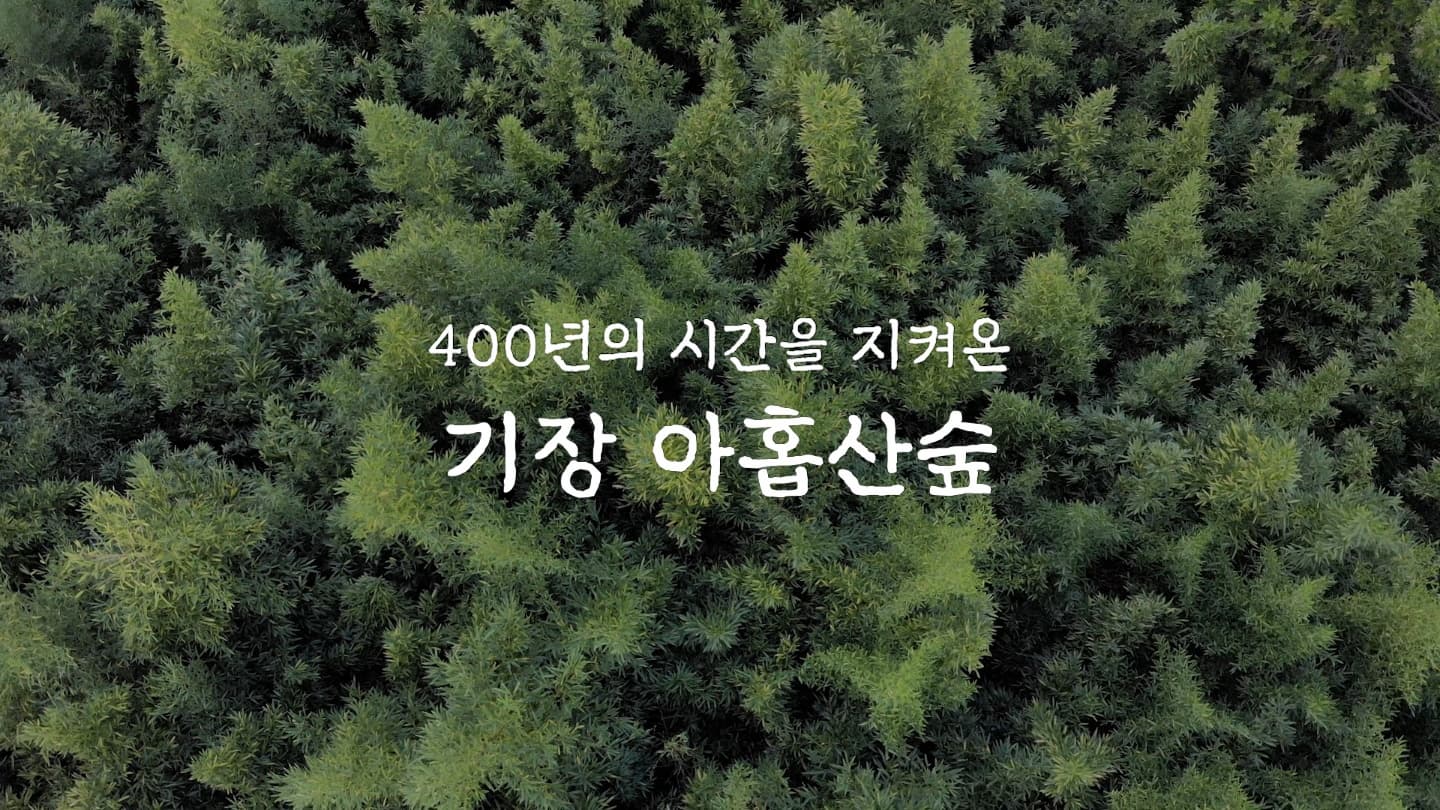 400년의 시간을 지켜온 기장 아홉산 숲