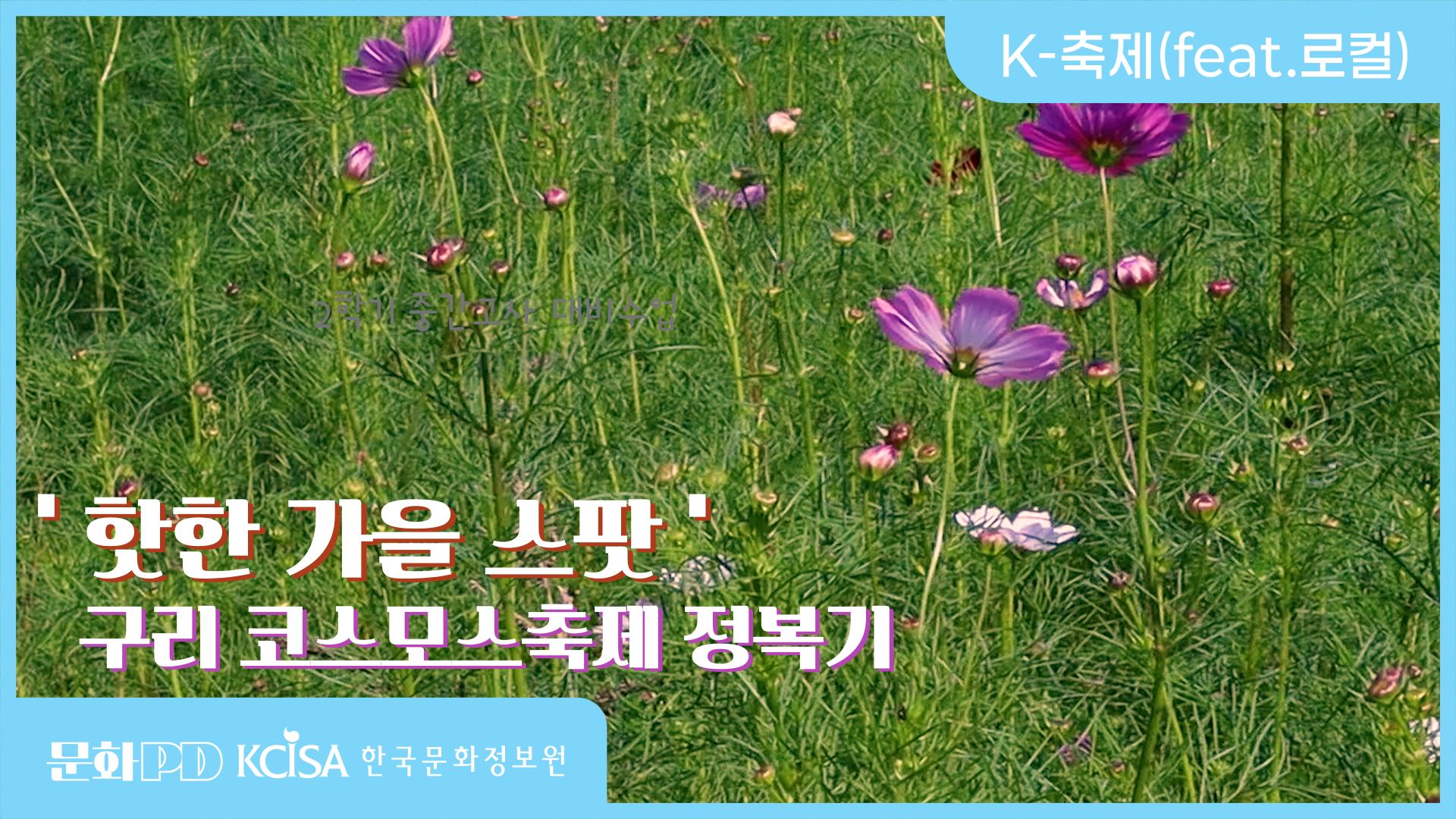 (문화PD)  핫한 가을 스팟 구리 ! 코스모스 축제 정복기