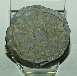 수막새(81890)