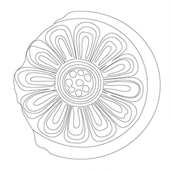 연꽃문(41232)