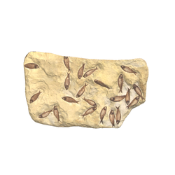 어류화석(3000893)
