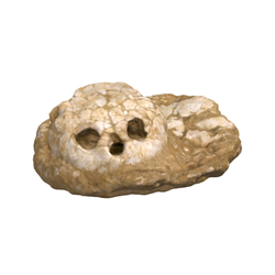 거북두개골(3000815)