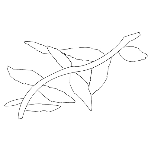 잎사귀문(74846)