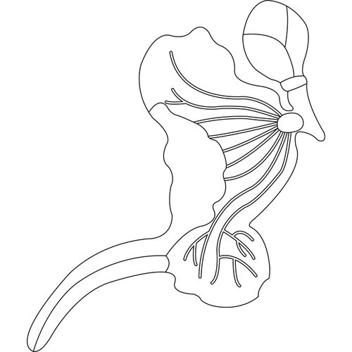 연꽃문(82857)