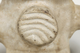 백자수복화문다두떡살(18671)