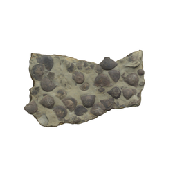 완족류화석(3000941)