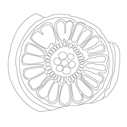 연꽃문(14523)