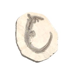 어룡화석(3000352)