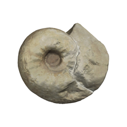 두족류화석(암모나이트류)
