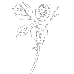 잎사귀문(14780)
