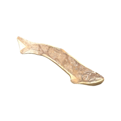 어류화석(3000347)