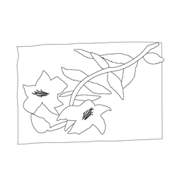 베갯모(74843)