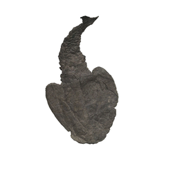 어류(Drepanaspis nov. sp)(3000398)