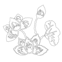 연꽃문(14381)