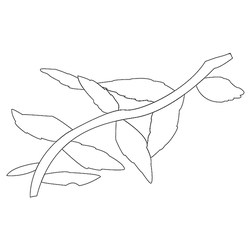 잎사귀문(74846)