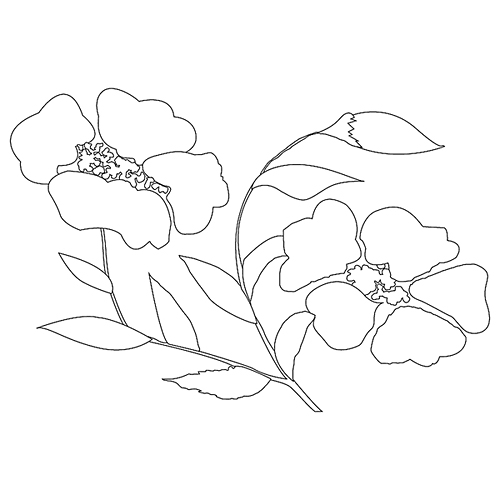 모란문(74825)