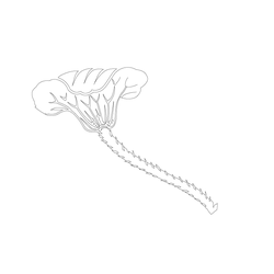 연꽃문(65417)