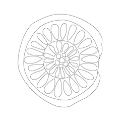 연화문수막새(51551)