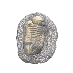 삼엽충화석(3000350)