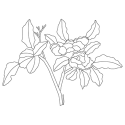 꽃문(81447)