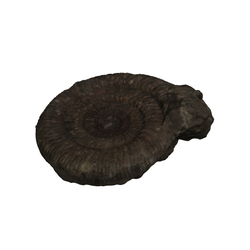 닥틸리오세라스 암모나이트 화석(3000130)