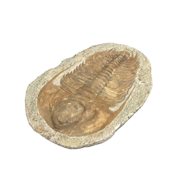 삼엽충화석