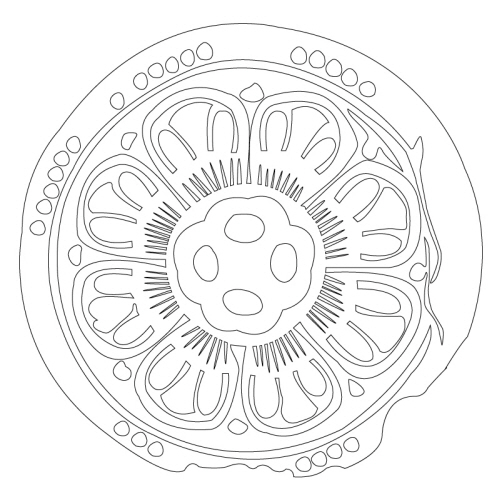 연화문수막새(24384)