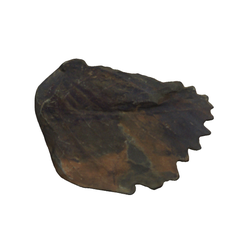 종자고사리식물목화석(3000957)