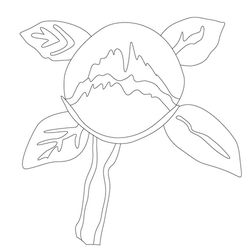 연꽃문(14386)