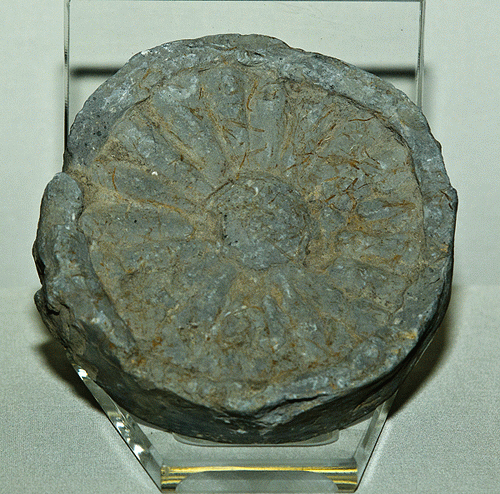 수막새(81890)