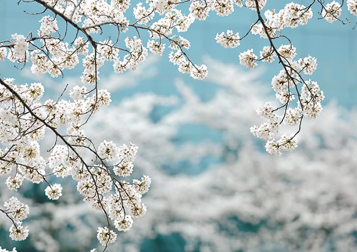 벚꽃 1(2017) - 박규진 벚꽃 1(2017) - 박규진