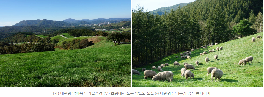 양떼목장