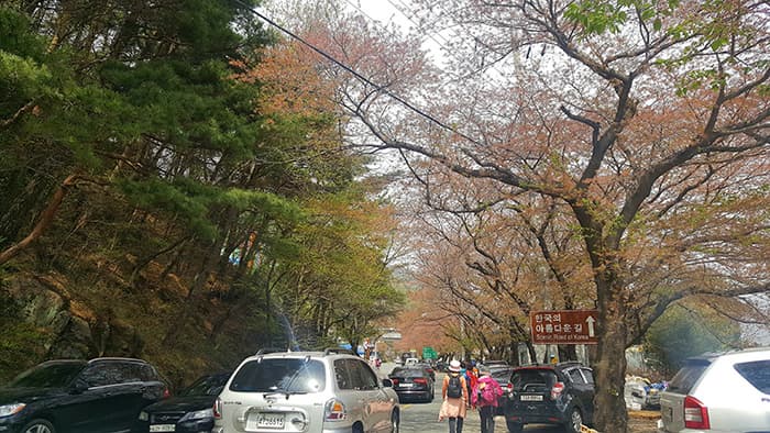 한국의 아름다운 길 100선 中 십리벚꽃길 ⓒ 문화포털 기자단 김봄