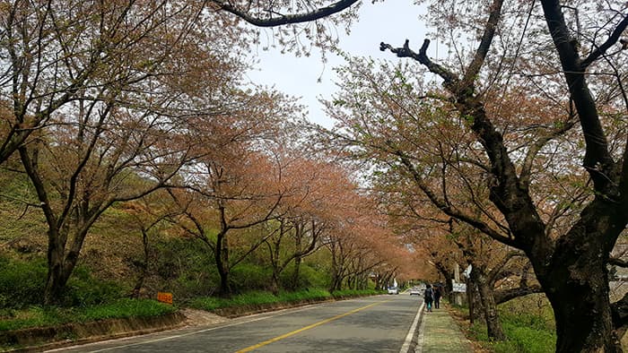 십리벚꽃길 ⓒ 문화포털 기자단 김봄