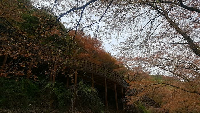 아래에서 올려다본 벚꽃나무 ⓒ 문화포털 기자단 김봄