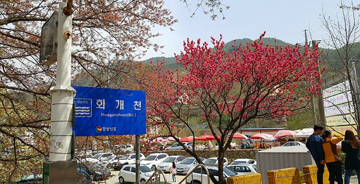화개천 앞 만개한 꽃가지를 배경삼아 사진 찍는 사람들 ⓒ 문화포털 기자단 김봄
