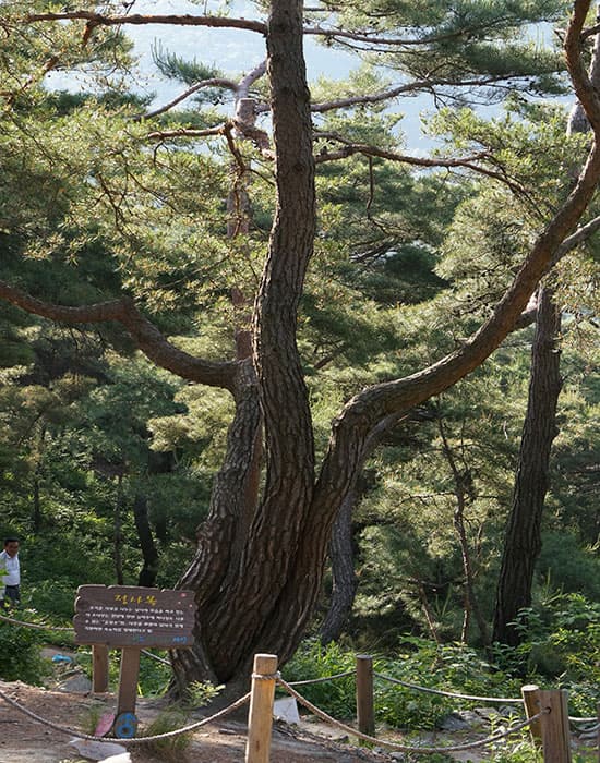 정사목 ⓒ 문화포털 기자단 김훈기