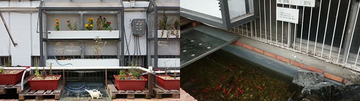 (왼쪽부터) 아쿠아포닉스 시스템을 이용한 물고기 가든 / 물고기 가든 ⓒ 문화포털 기자단 김현진