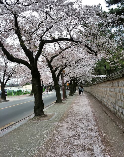 야간에 바라본 흥무로 벚꽃 터널 ⓒ 문화포털 기자단 김현진