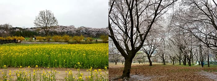 (왼쪽)첨성대 일대 유채꽃밭, 벚꽃 / (오른쪽)반월성 일대 벚꽃 숲길 ⓒ 문화포털 기자단 김현진