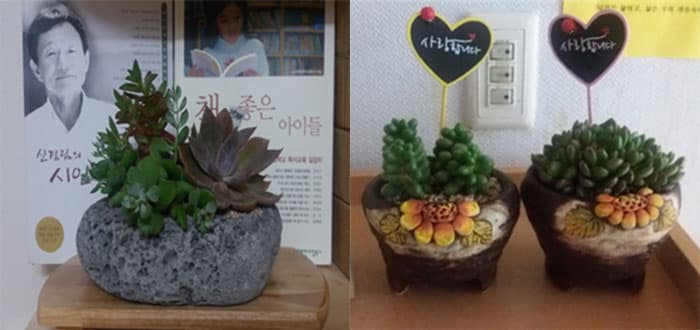 모모도서관과 그곳을 찾는 아이들이 오동통하고 건강하게 성장하길 축복하며 누군가가 놓아준 다육이 선물 ⓒ 문화포털기자단 임숙자