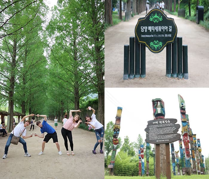 담양 메타세쿼이아 길 ⓒ 문화포털 기자단 장은진