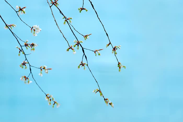 벚꽃 65(2017 ) - 박규진 벚꽃 65(2017 ) - 박규진